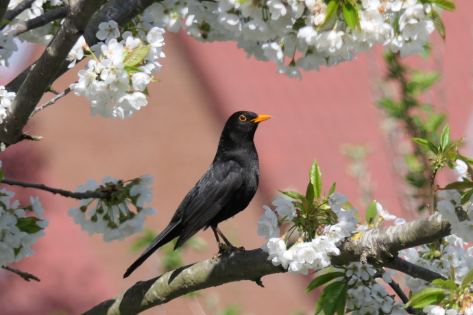 Merle noire posé dans un arbre en fleurs